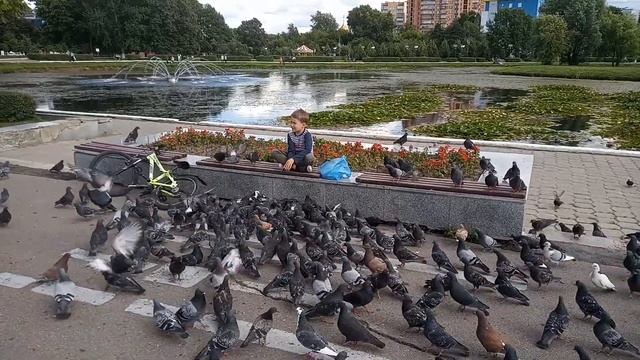 Андрей и голуби