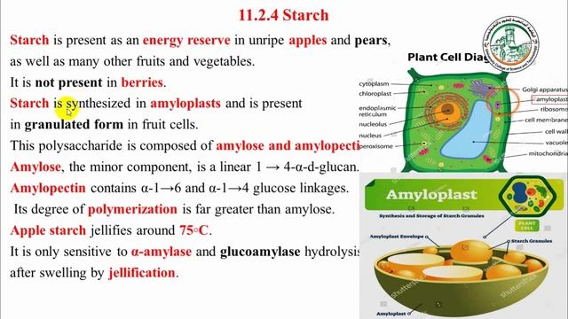 Enzymes in fruit and vegetable processing and juice extraction1