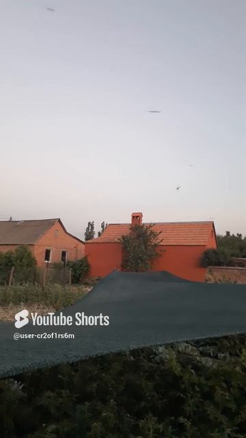 НАШЕСТВИЕ ОГРОМНЫХ СТРЕКОЗ!!!Shorts