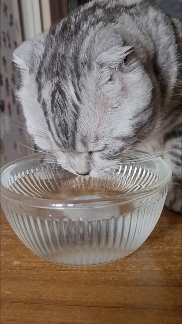 Словно тигр