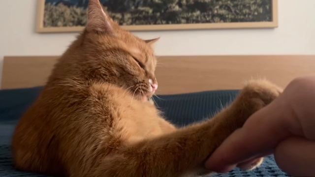 Ручные танцы 🐾