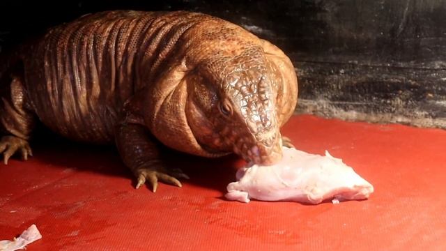 GENDONG 3 ULAR SUPER GALAK BERAT TOTAL 100KG!!! FT INDO EXOTIC PETS