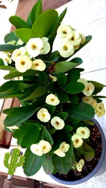 20 #plantas #flores e #folhagens para #jardim #shorts