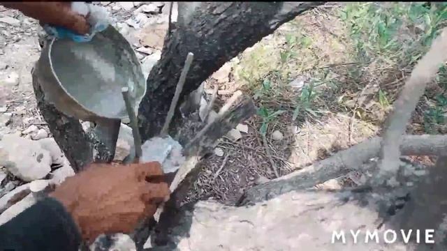 Wild Olive Grafting I Jangli Zaitoon Ke Pewand Kari II Pakistan mein # Fruit Farming Expert
