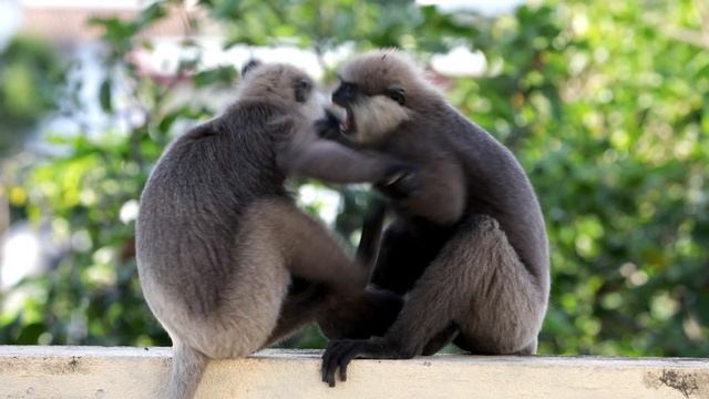 Young Handsome Monkeys are Fighting with each other