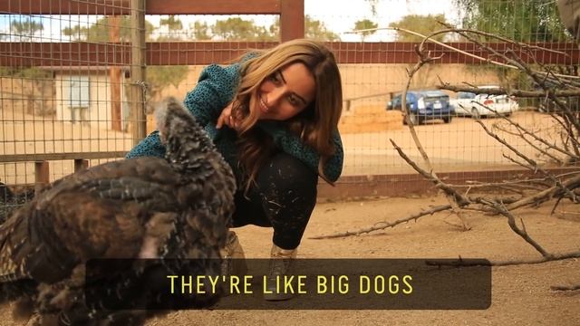 Turkey Sanctuary // 60 Second Docs