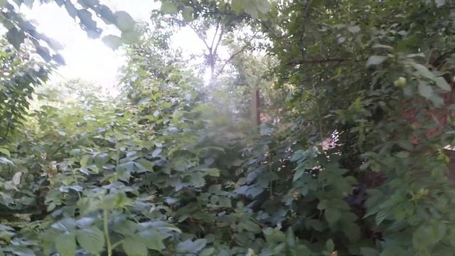 ПРО ЦІНИ НА МАЛИНУ