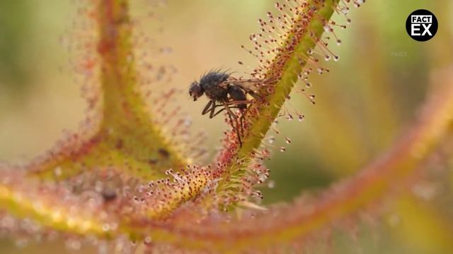 10 माँस खाने वाले पौधे | Top 10 Carnivorous Plants That Eat Animals