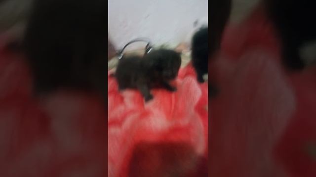 Шотландские 🐈 котята,ура,нам 18дней!!!