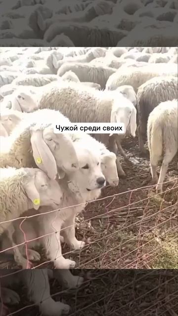 чужой среди своих