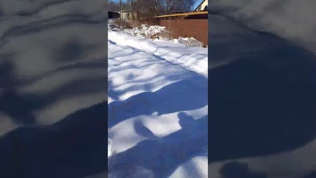лес