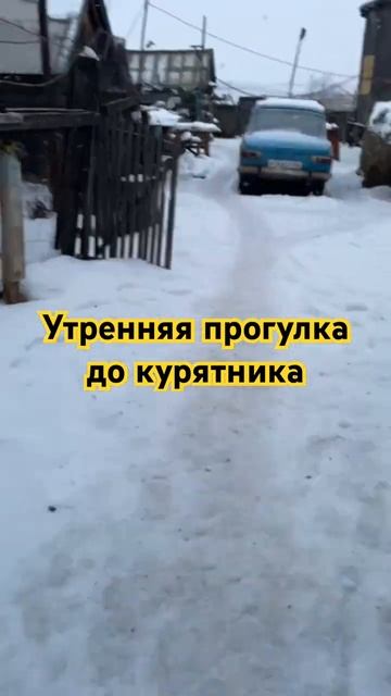 Утренняя прогулка до курятника