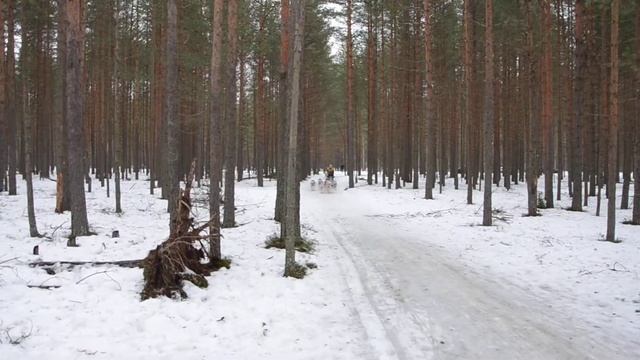 гонки на собачьих упряжках
