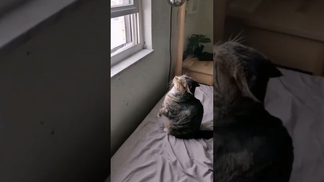 Слово Котана. 4  Funny animals | Funniest animals compilation. Смешные Животные |4k Приколы с котам