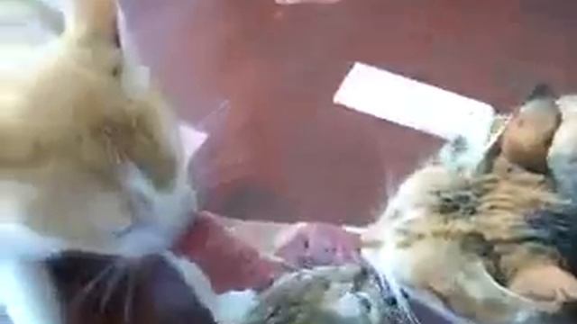 3 кота и стейк.flv