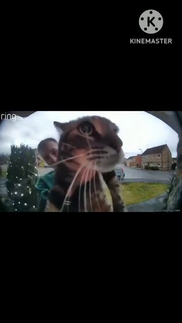 Кот мяукает в камеру мем