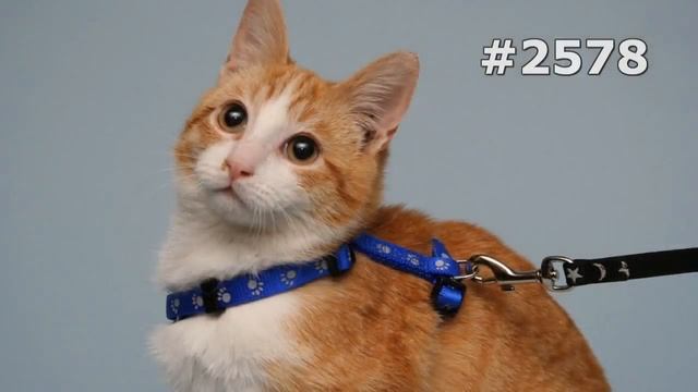 #2578. Коты (В мире животных)