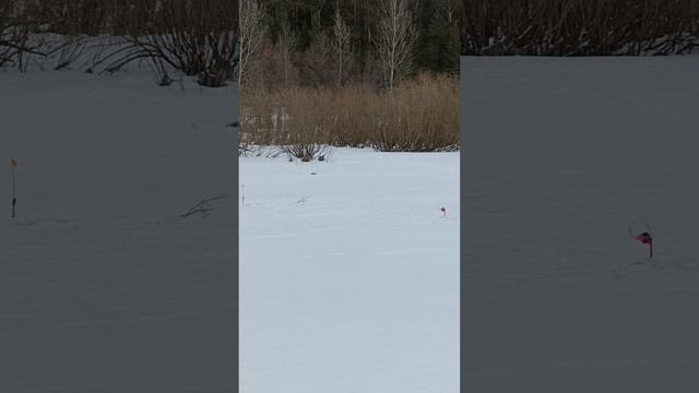 Сняли жерлицы!