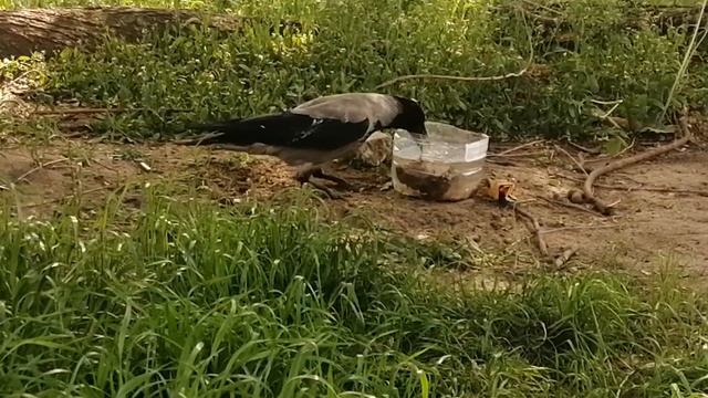 Семья ворон в жаркий день добывает еду из поилки / Crow family is getting food from drinking bowl