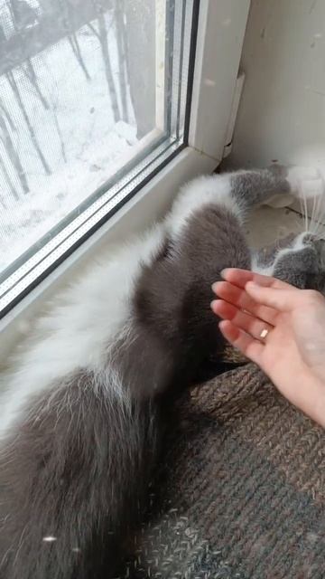 Кисун и Серый 😺😺