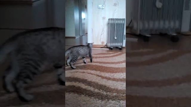 Ну очень  игривоя и смешная кошечька.Прикол.