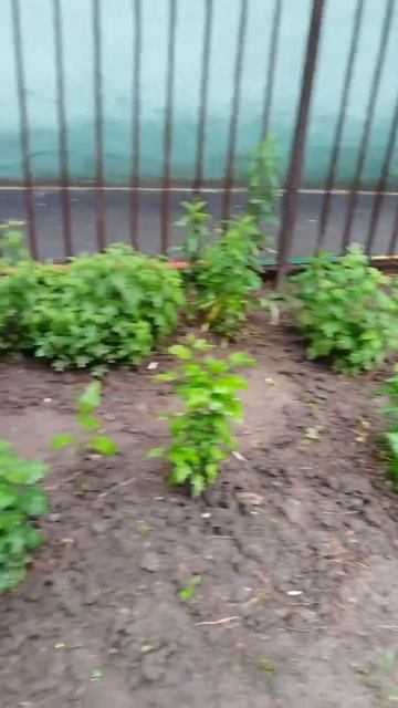 Ландшафтный дизайн небольшого двора
