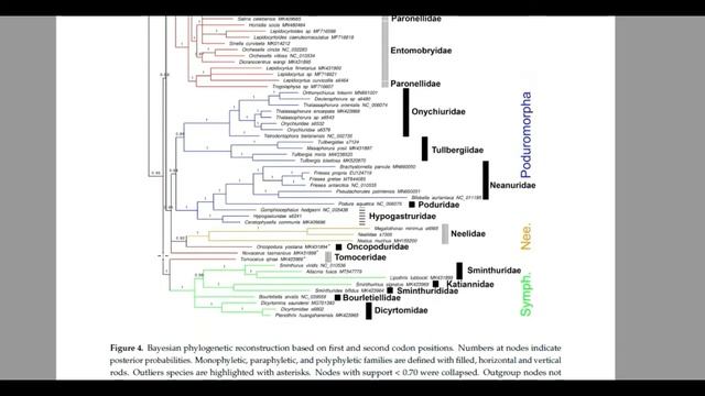 Hexápodes não insetos: Collembola, Protura e Diplura