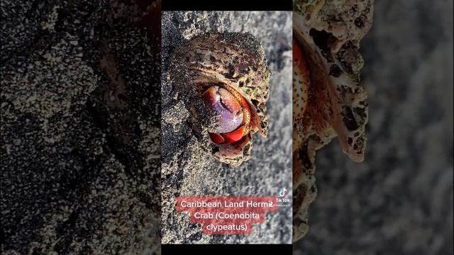 CARIBBEAN LAND HERMIT CRAB (Coenobita clypeatus) - Dominica.