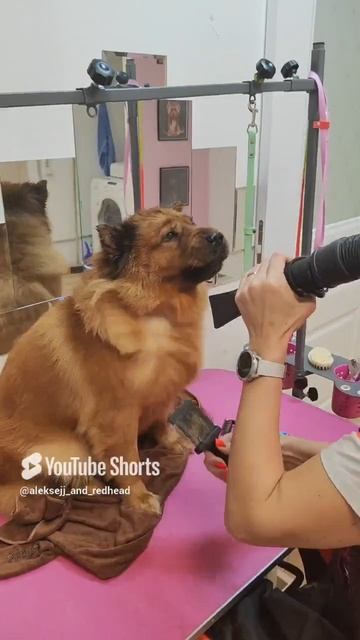 лучшая клиентка для грумера