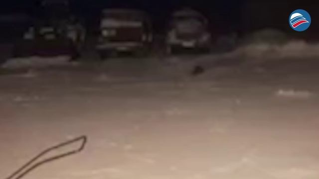 Ужин был не по зубам: Собаке удалось избежать встречи с хищником в Приморье