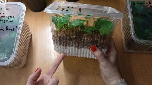 Черенкую крупнолистную гортензию. Один из способов. Условия содержания в квартире