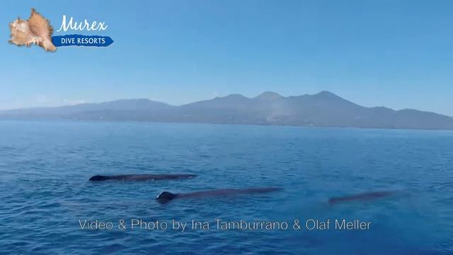 Sperm Whales in Manado Bay
