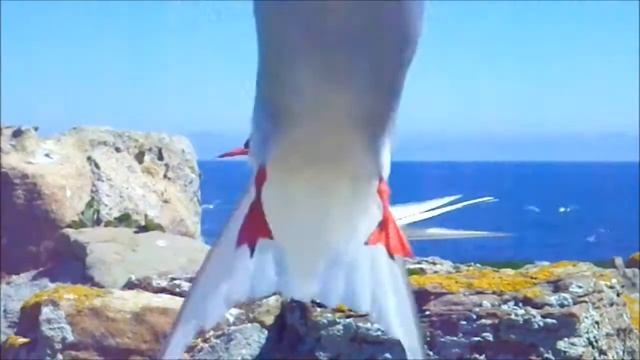 Arctic tern ---- That's quite close enough !