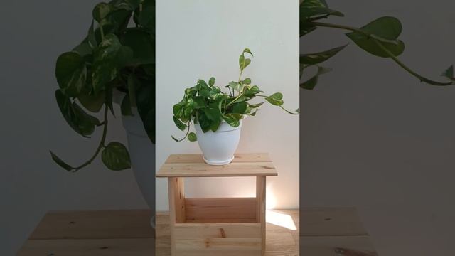 Сциндапсус золотистый