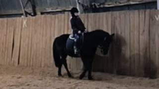 Наоми и Даша, галоп, онлайн тренировка. #horse #equestrian #лошади #pony
