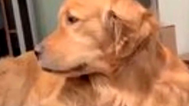 Собака заступилась за беспомощную кошку, над которой издевались хозяева!
