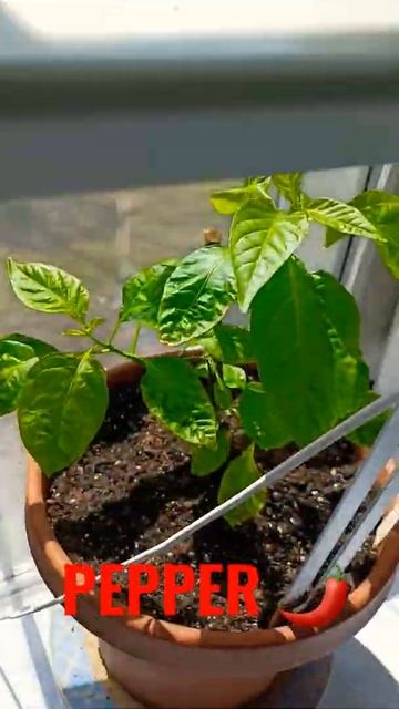 Over Wintered Plants 🪴  #hotpeppers #gardening #chilipeppers #hotsauce #carolinareaper