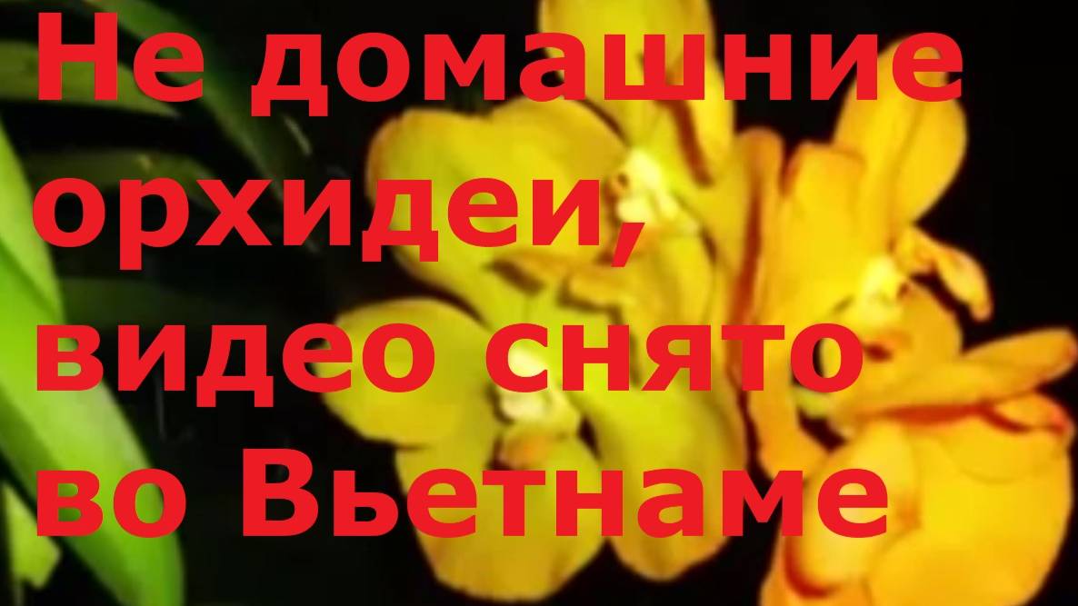 Не домашние орхидеи, видео снято во Вьетнаме.
