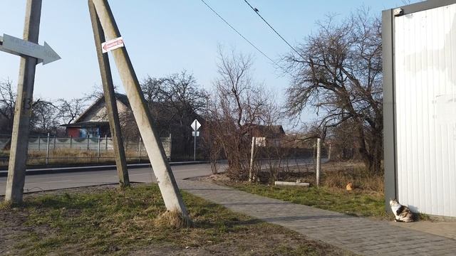 5 котов в ряд