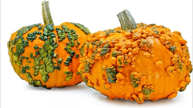 Pumpkin Varieties Explained