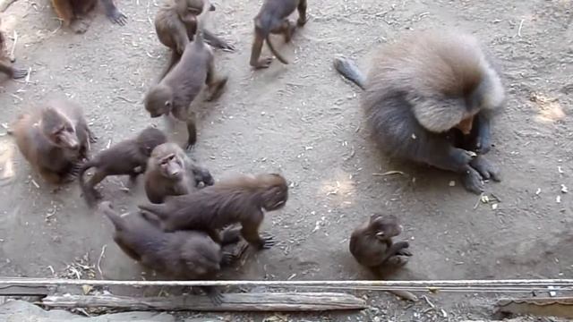 Einstein and his Large Hamadryas Baboon  Family