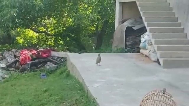 Кабки мошни.
