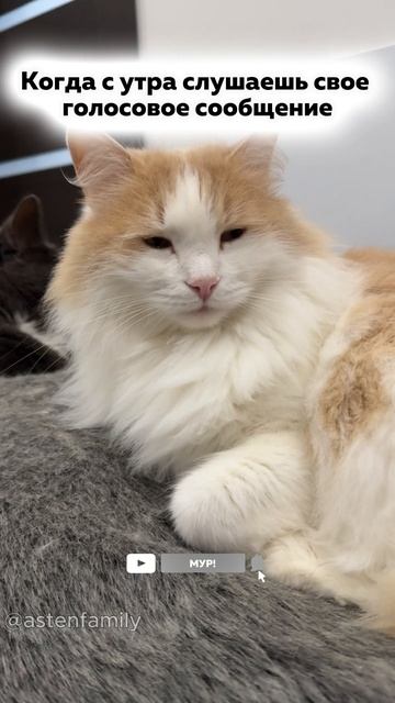 Голосовое сообщение #кототерапия#кошечки#приколыкоты#котыприколы#astenfamily#котик
