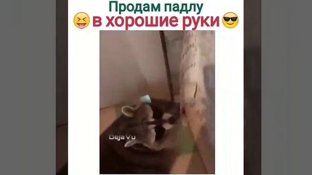 отдам в хорошие руки)