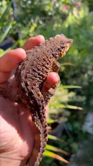 Have you ever seen this species #shorts #lizard #trending