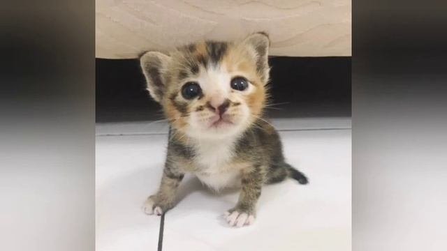 Котик был слеп и болен, а люди проходили мимо.