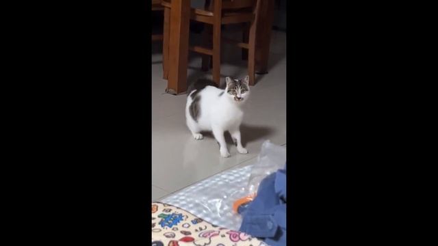 Шерсть дыбом