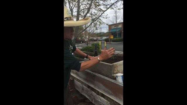 How To Transplant A Tomato | The Easy Way! | Full Circle