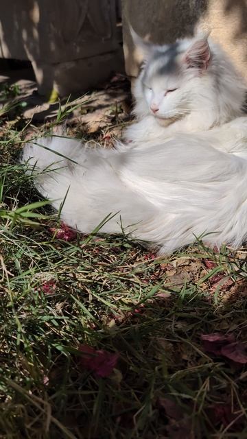 С солнечным приветом от солнечного Мирика 🐾