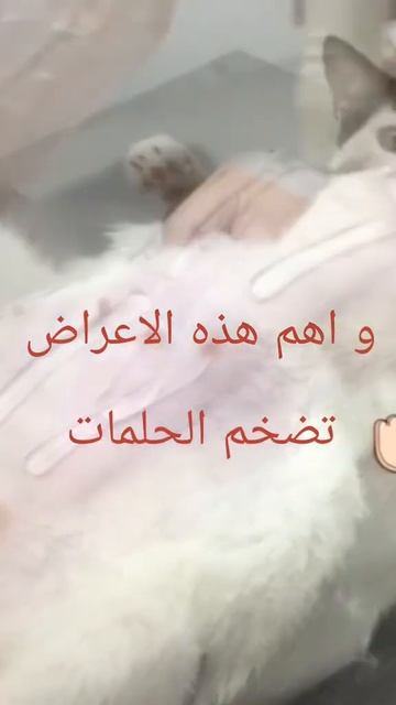 علامات الحمل الكاذب لدى القطط
